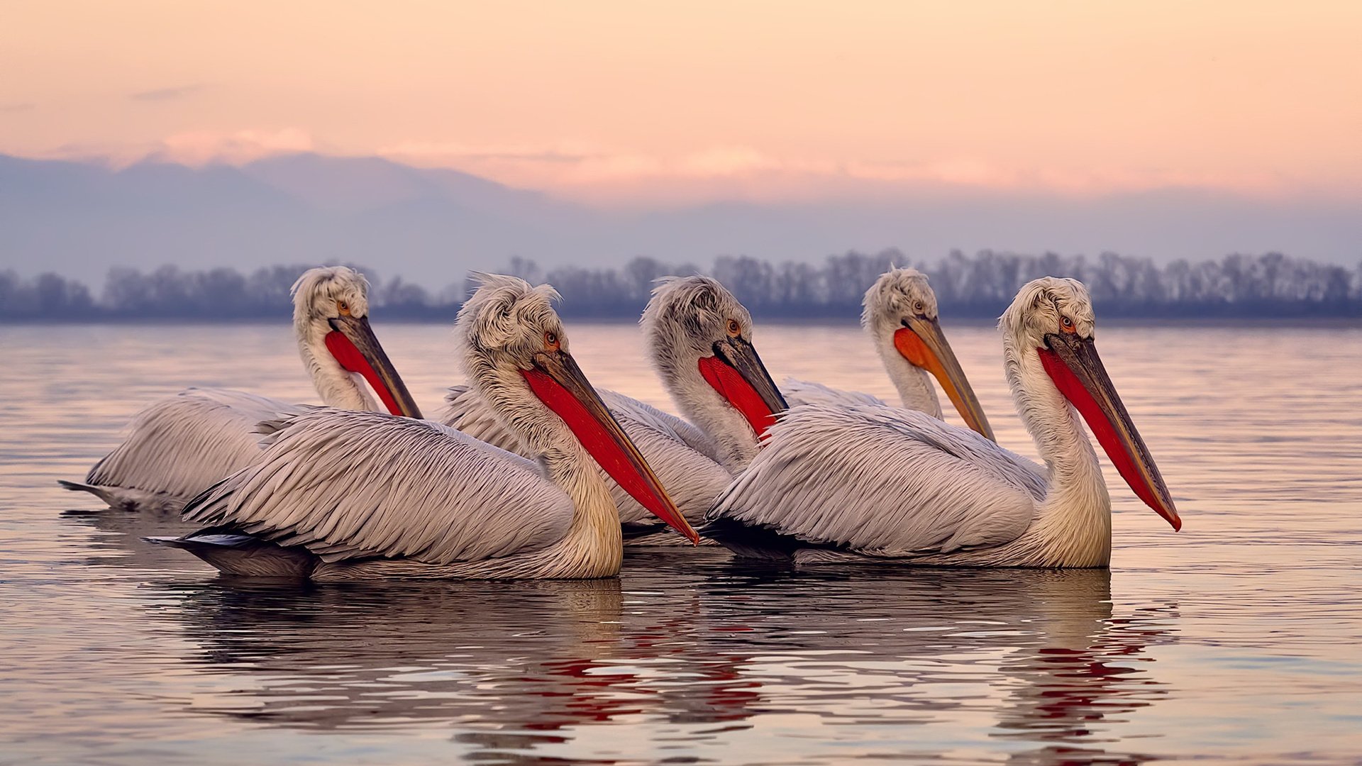 【战术艺术】马克·塞尔比:用细腻的防守策略赢得胜利,马克塞尔比厉害吗