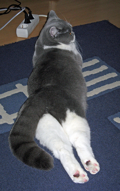 开云 官网 入口-凯尔特人“新核”塔图姆，成为联盟最具潜力的年轻明星！，凯尔特人塔图姆今日集锦