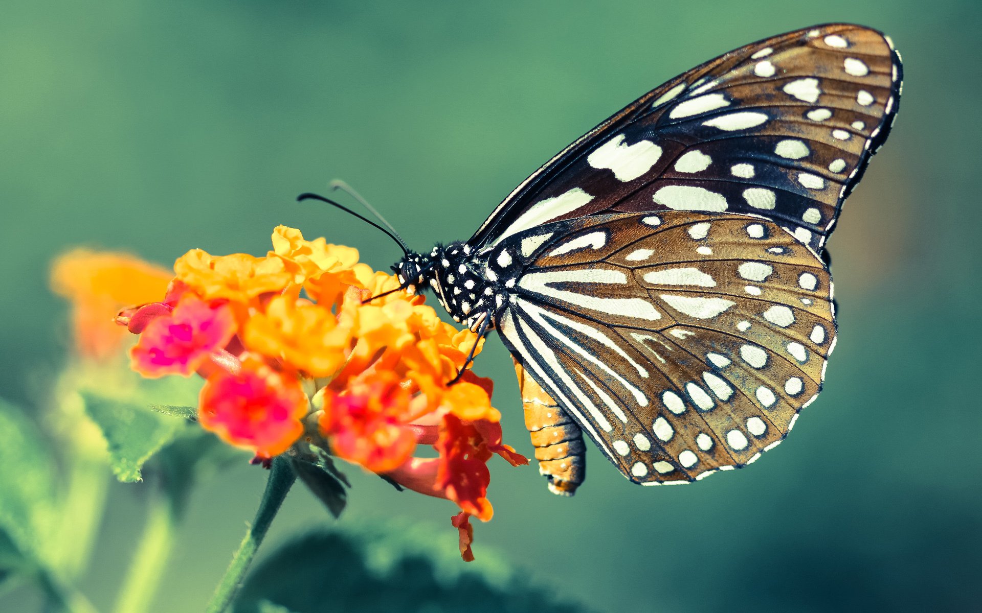 开云体育开云-史上最大“黑马崛起”：逆境中夺冠的奇迹，黑马逆袭的例子