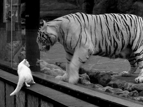 国家体育总局支持青少年篮球行业多元发展，行业规范不断完善，国家对青少年篮球的政策